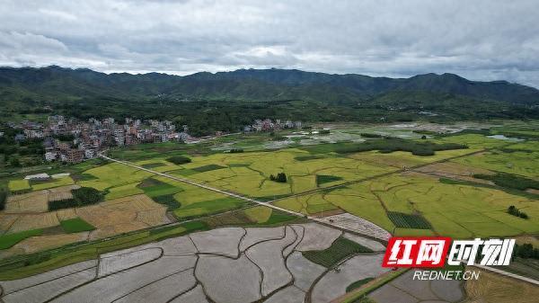 众豪配资 新田：大暑时节农事忙 各地农户战高温抢农时